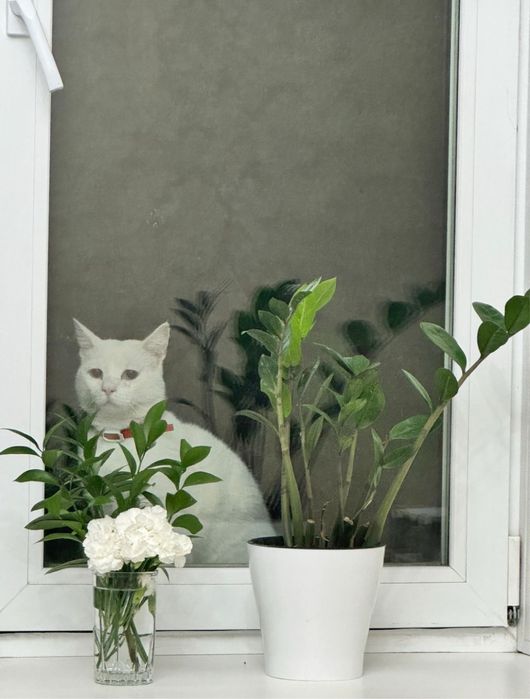 Подарю котят, срочно, ввиду семейных обстоятельств