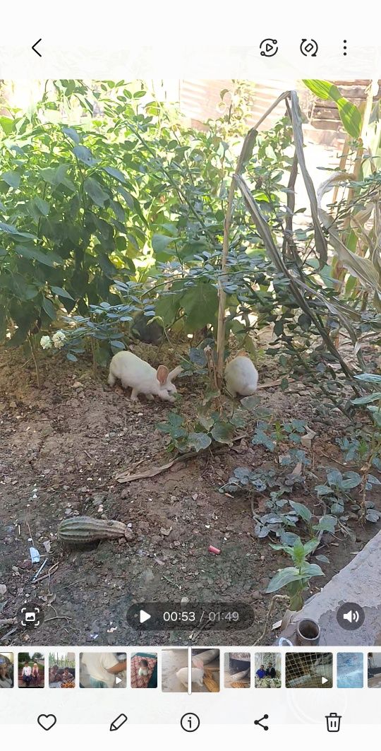 Quyon sotiladi yoza emlagan