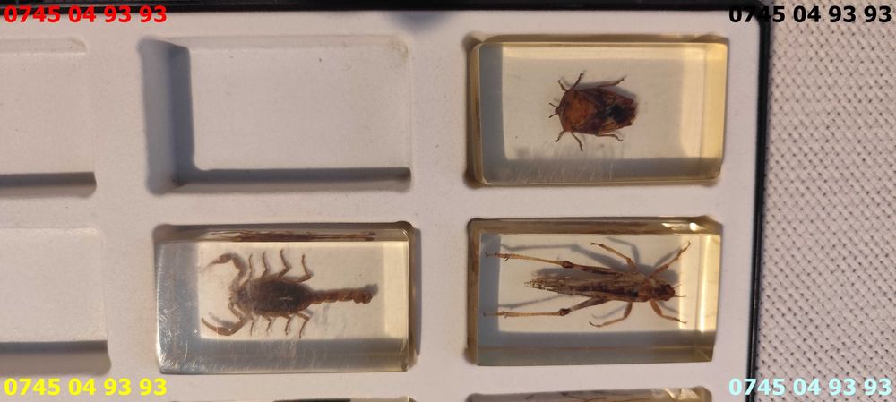 cutie insecte deagostini pret pe toate inclusiv cutie