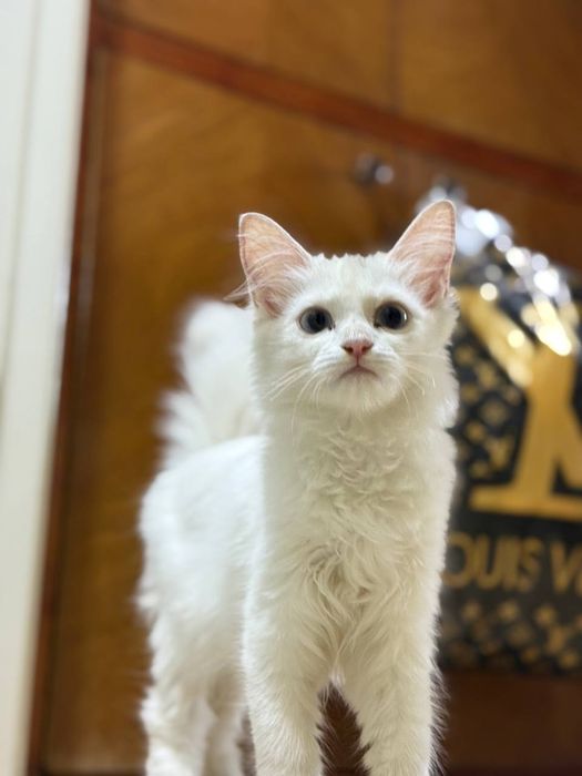 Котенок турецкая ангора