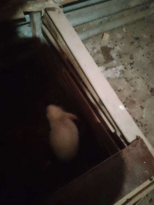 Quyon sotiladi arzon