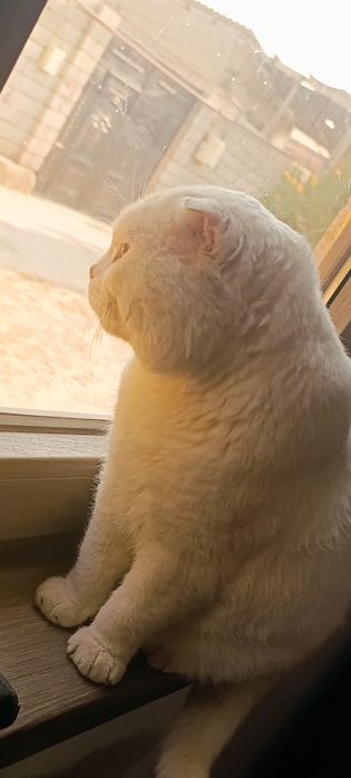 Вязка учун Scottish fold mushuk