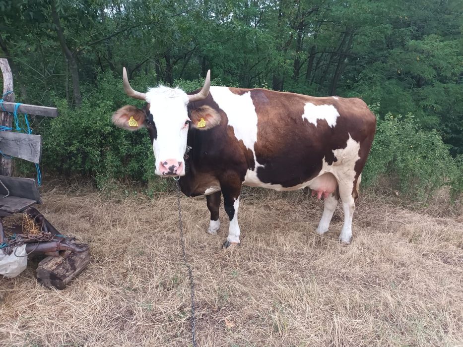 vând vaci gestante și taur
