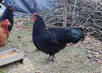 Vând cocoși Australorp și Brahma