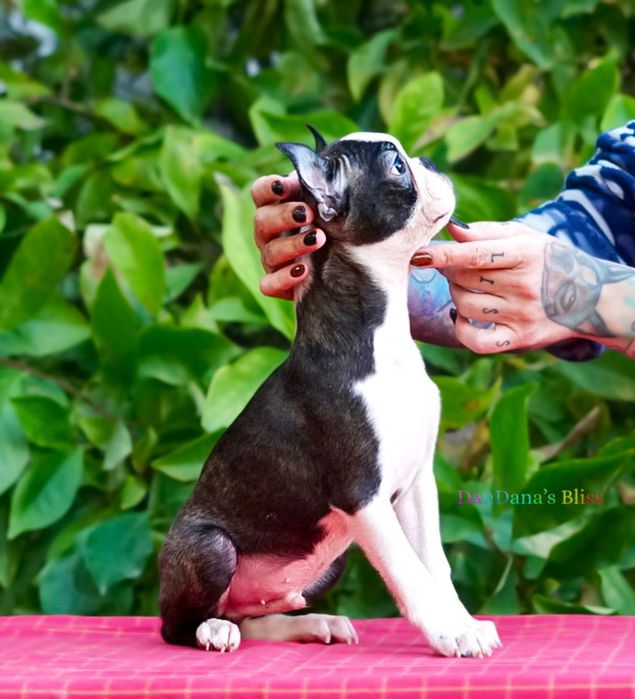 Baietel boston terrier cu pedigree