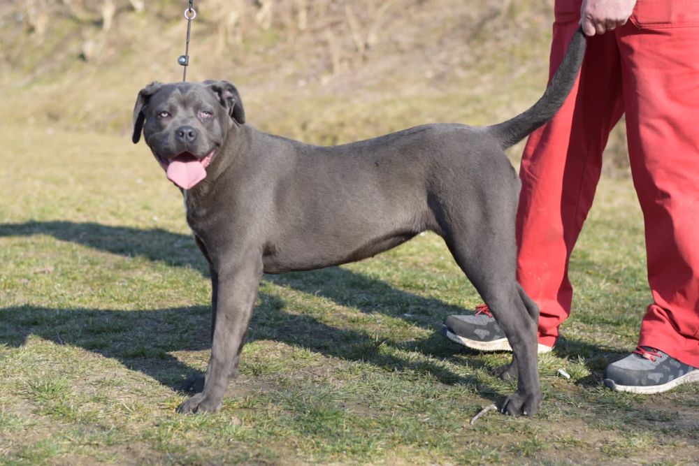 Cane Corso Italiano