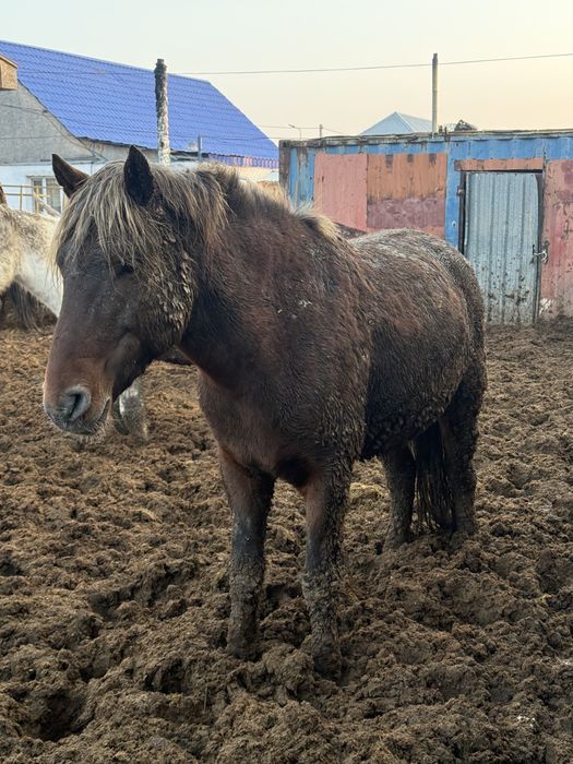 Бие байтал жылқы лощадь