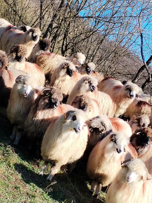 Oi de vânzare pe ales