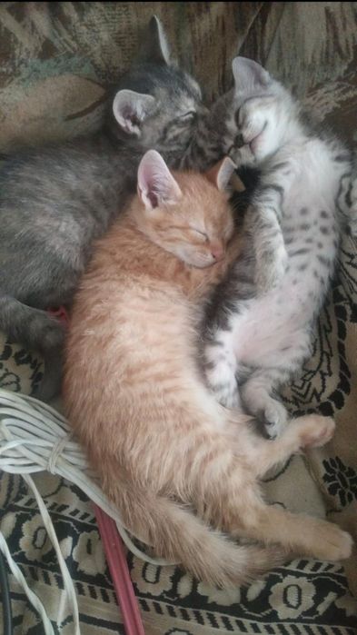Отдам котят в хорошие руки!