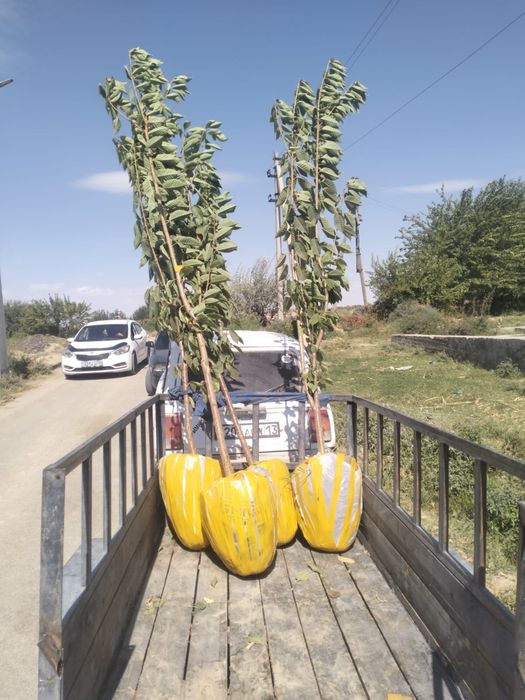 Жеміс ағаштар