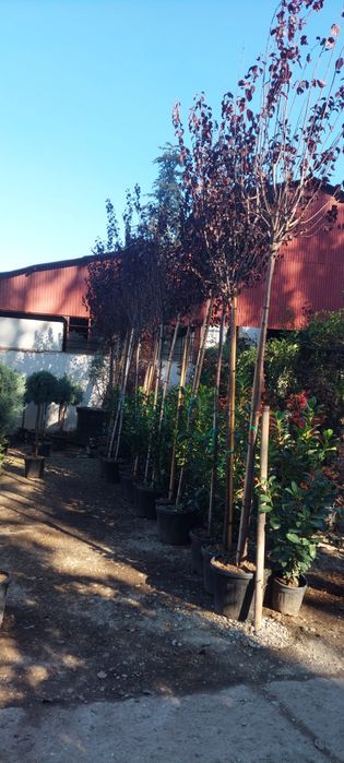 Arțar,cedru,glob,brazii,yucca,aurea,leylandi,pin,prunus,pepinieră