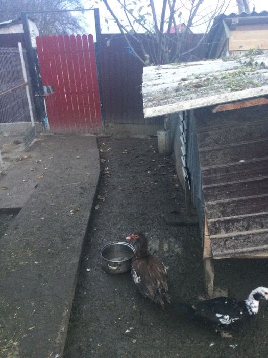 Vând rățoi și rate pret negociabil