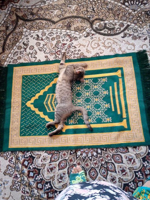 Пристраивается котенок 7 месяцев