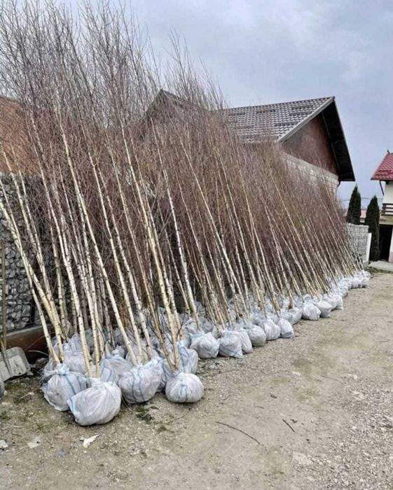 Arbori Ornamentali: Platan, Arțar, Carpen | Vedere Video Live