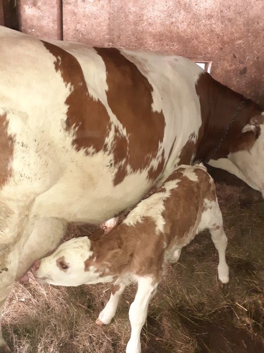 Vaca de vânzare cu vitel