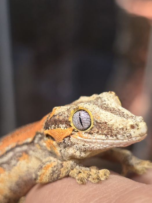 Rhacodactylus auriculatus/ Gargoyle gecko