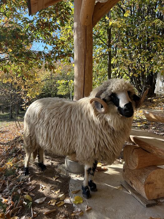 Berbec breaz de vanzare !