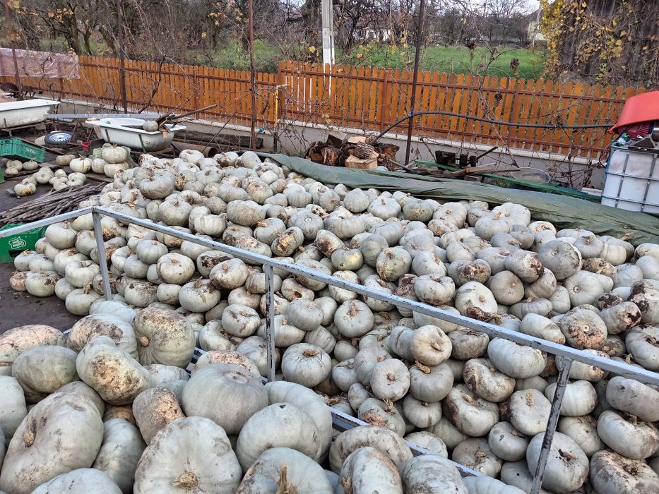 Dovleac gustos de vânzare