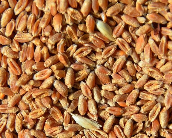 Продам высококачественную пшеницу
