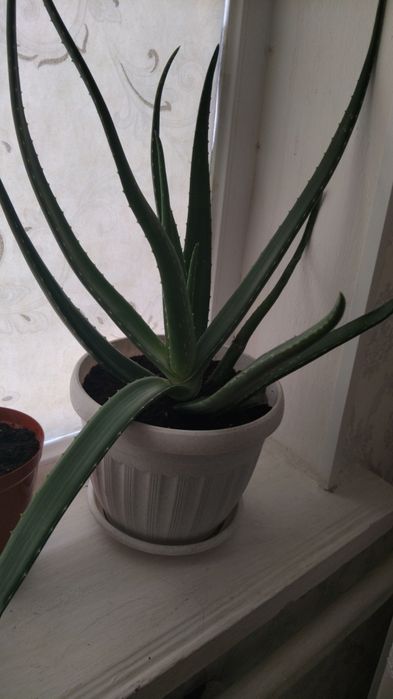 Емдік алоэ сатылады