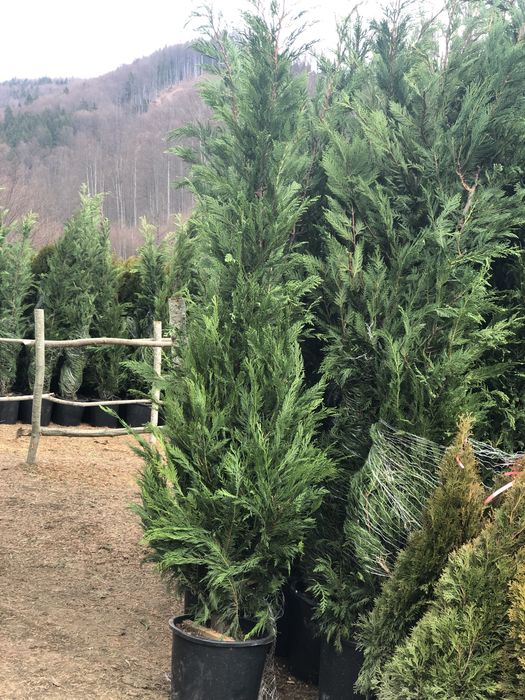 Chiparos Leylandi / Tuia Smarald / Magnolii