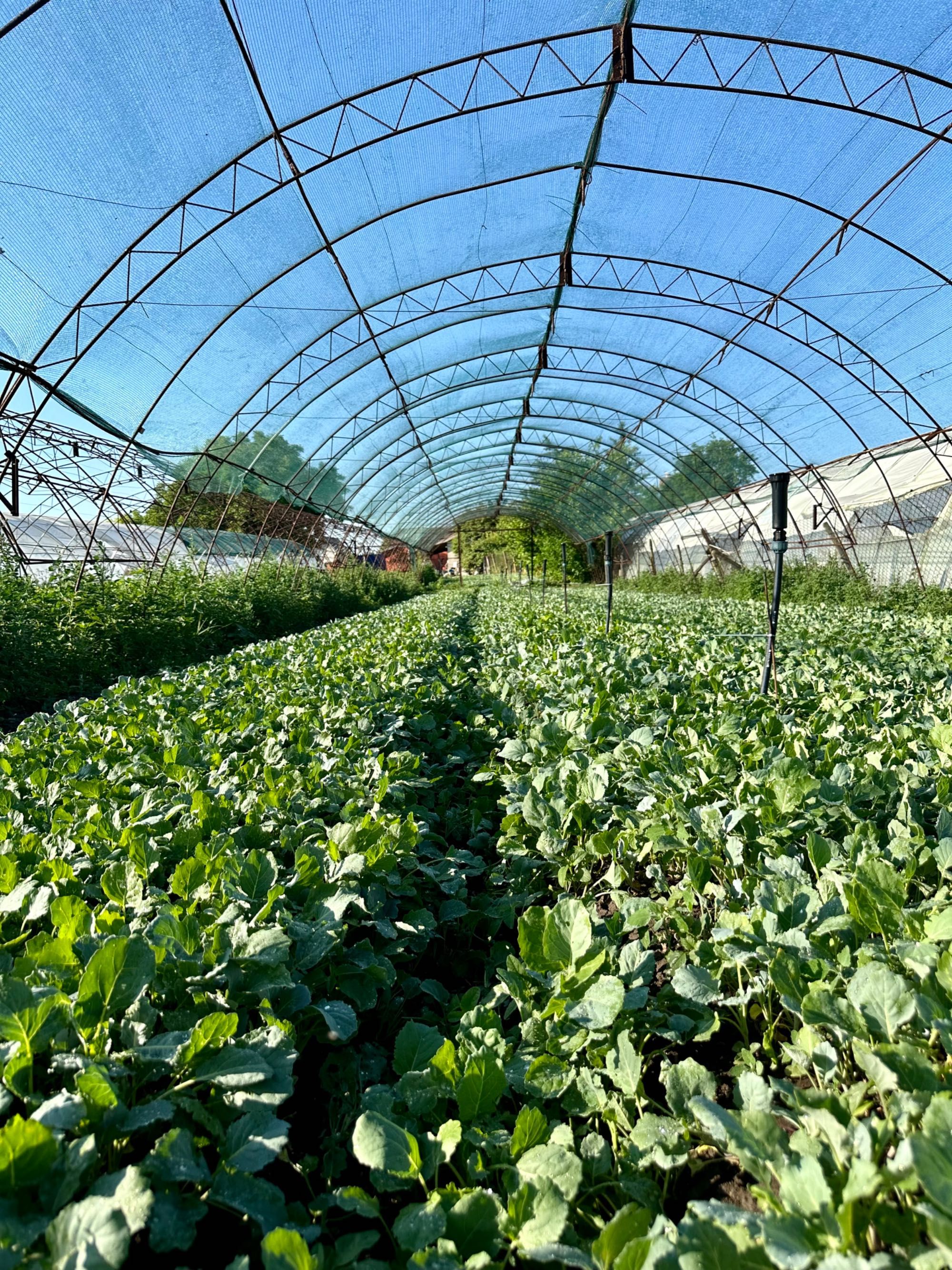 Продавам Зеленчуков Разсад