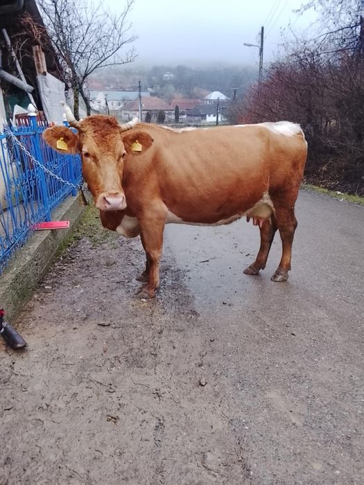 Vaca este în garanție