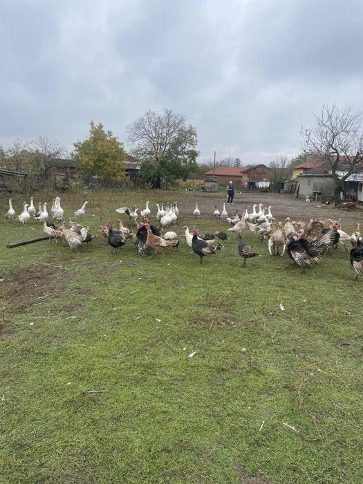 Гъски и пуйки 80-100лв