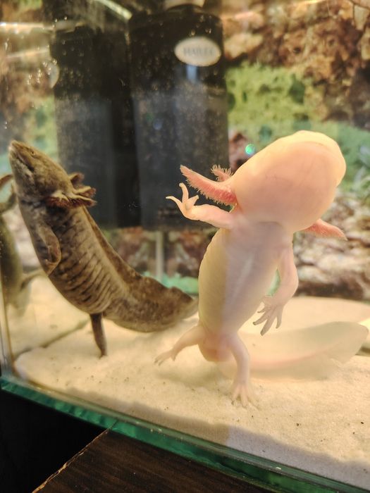 Аквариум с две Амбистоми !