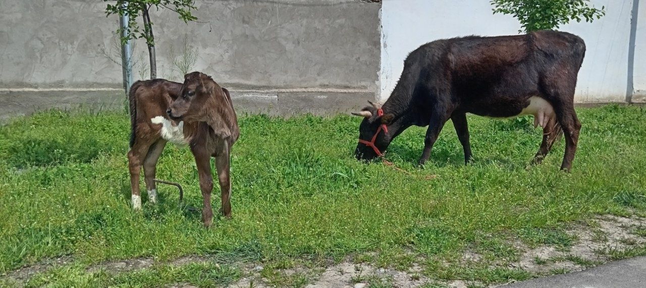 Ona bola va bugoz sigrlar sotiladi