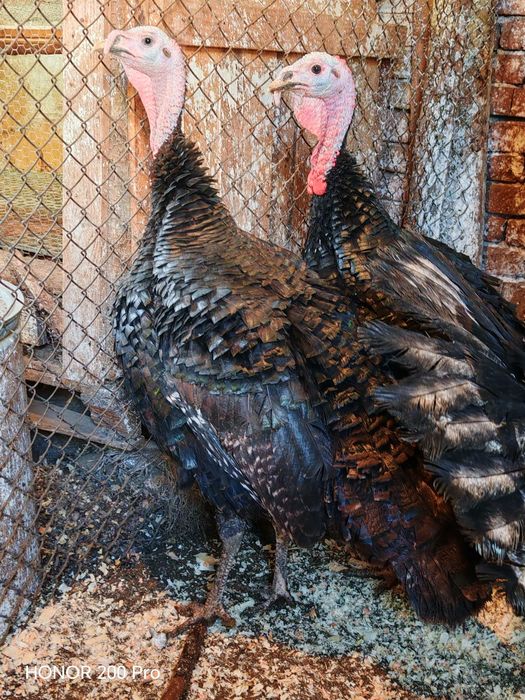 Продавам пуйки порода Артисан