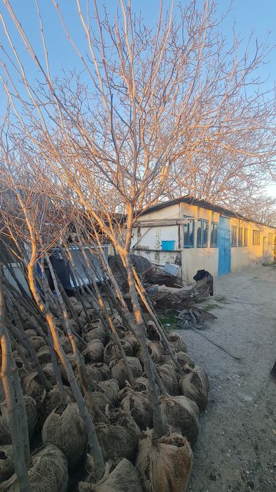 Platani stejar carpen frasin mesteacăn alb