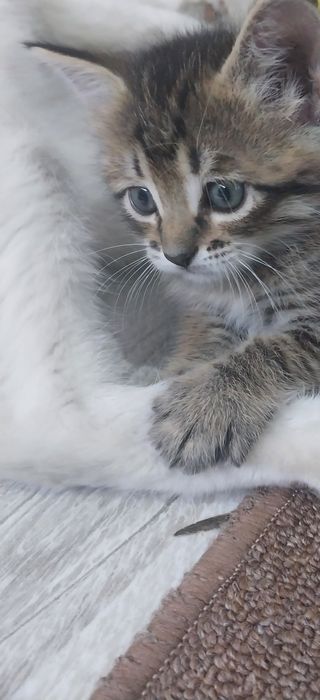 Котенок, девочка