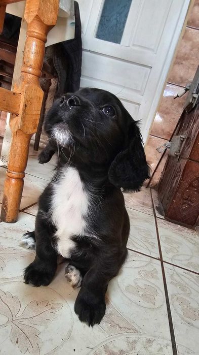 Pui Metis Cocker Spaniel - 3 fetițe (Adopție)