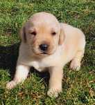 Labrador retriever