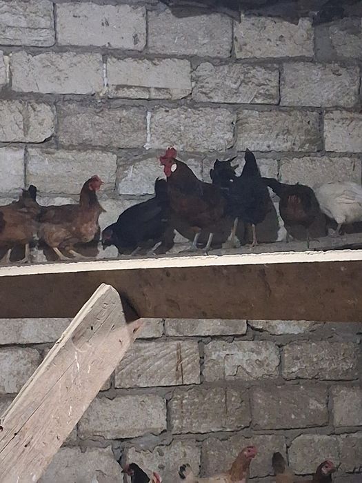 Продам домашних кур