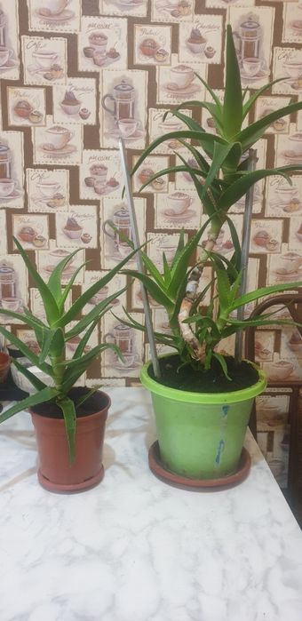 Продам цветы АЛОЭ