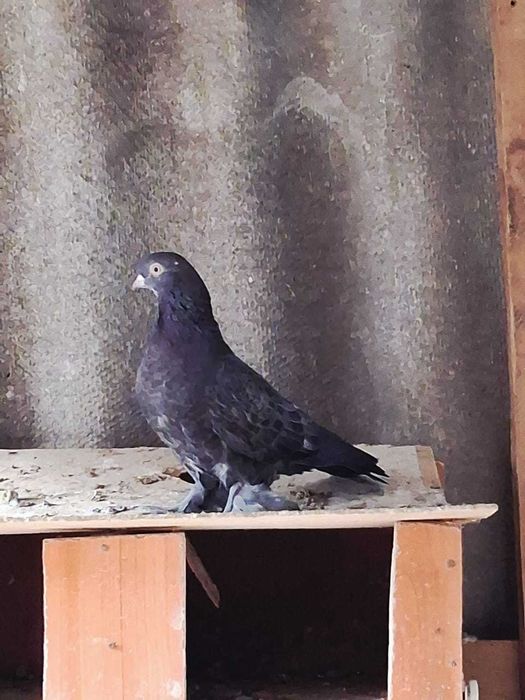 Голуби    прадам