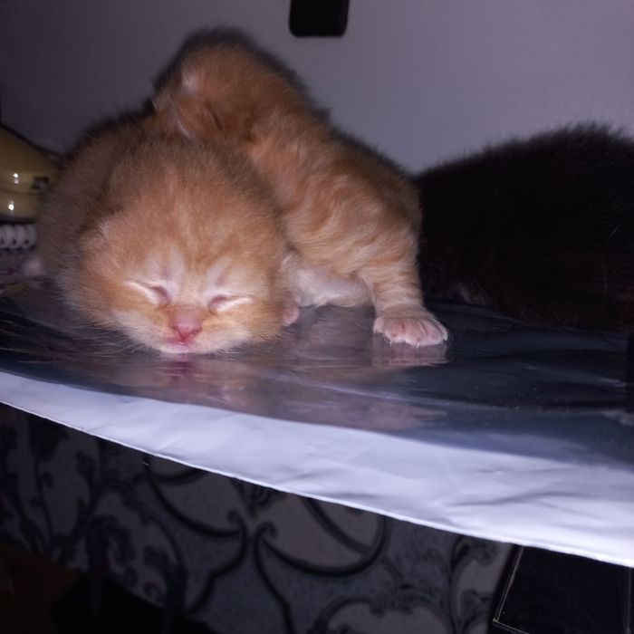 Котята из персидской породы