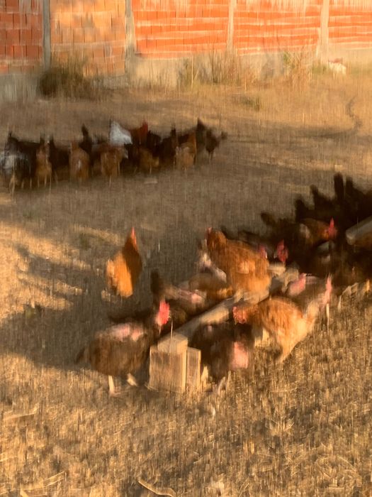 Продавам кокошки носачки 36 броя катун ски + 34 броя легхорн червен