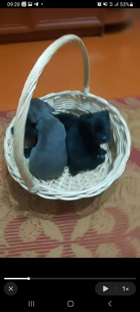 Продам щенков коне корс