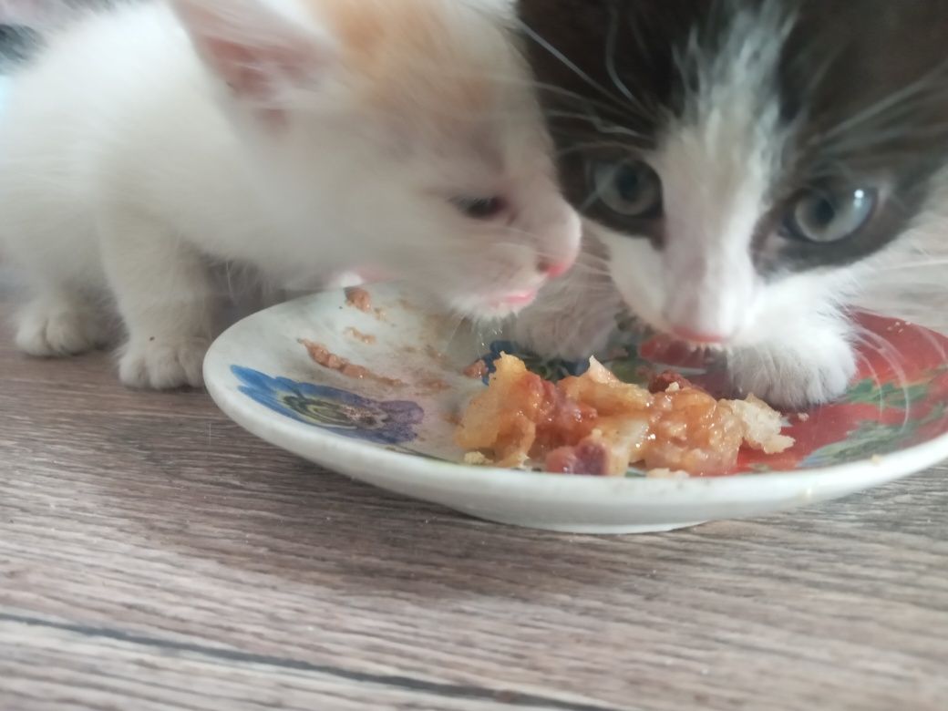 Отдам даром красивых котят (на курмыше)
