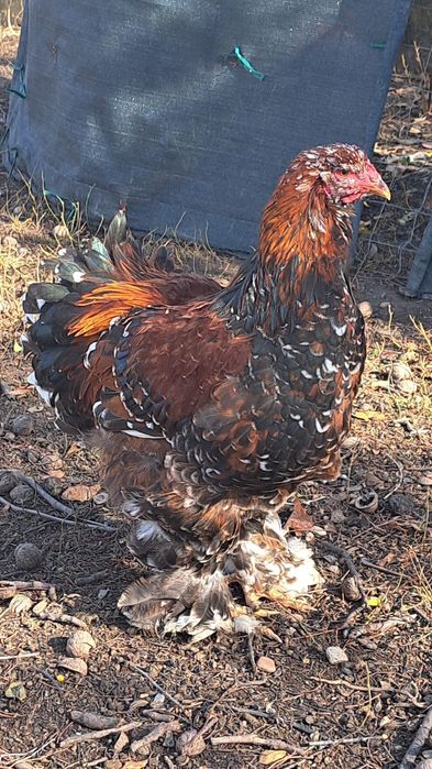 Pereche brahma PORȚELAN.