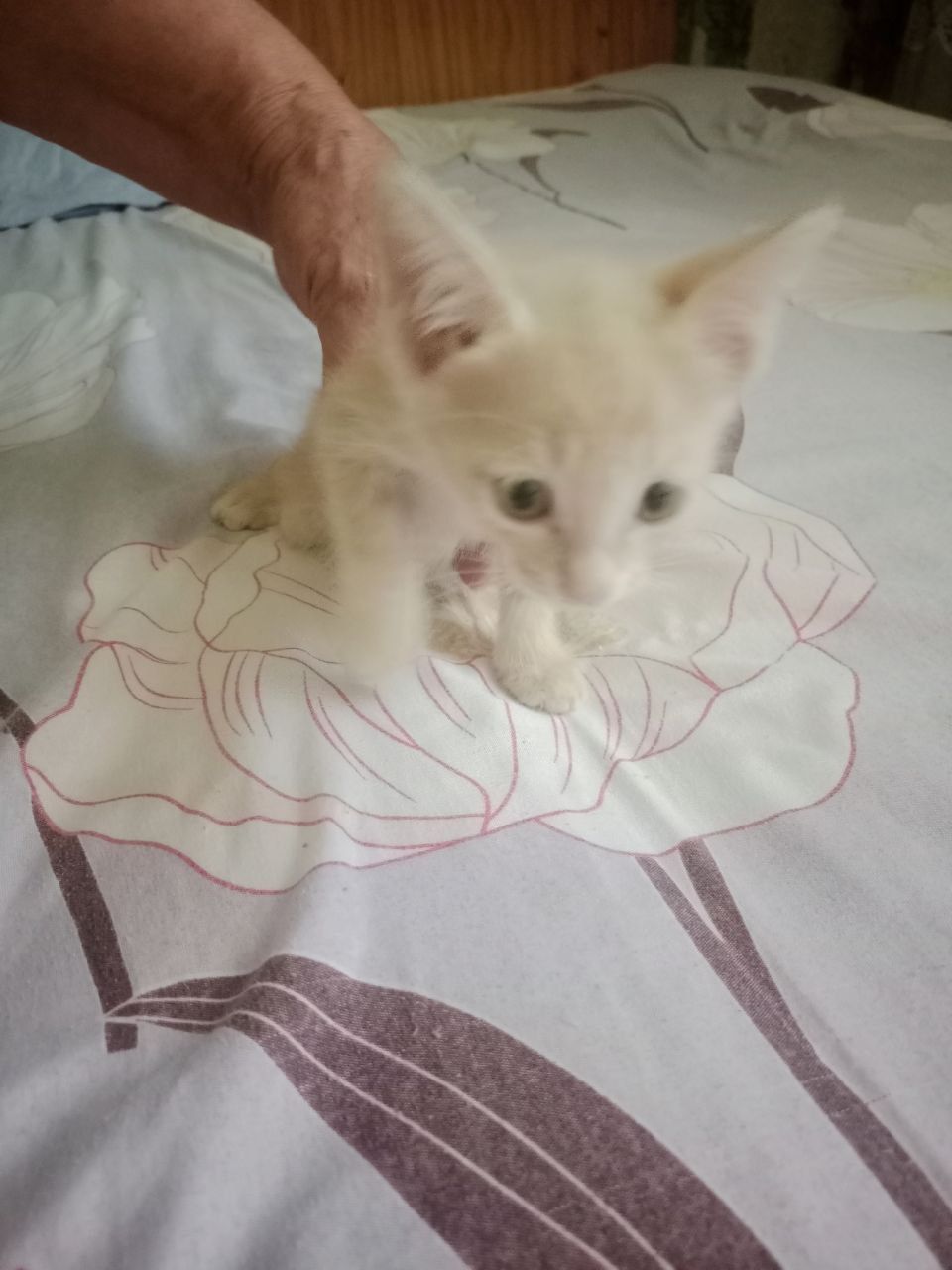 Котята домашние.