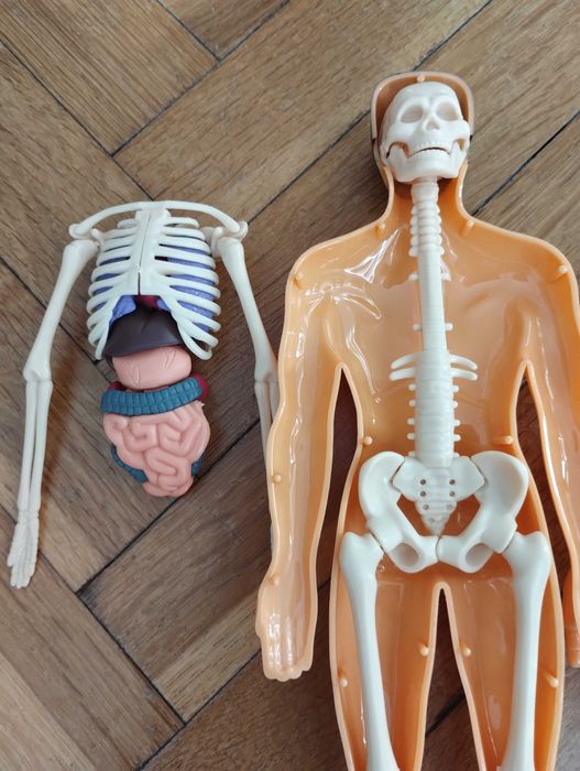 Образователна анатомична фигура - Човешко тяло 3D, 29.5см