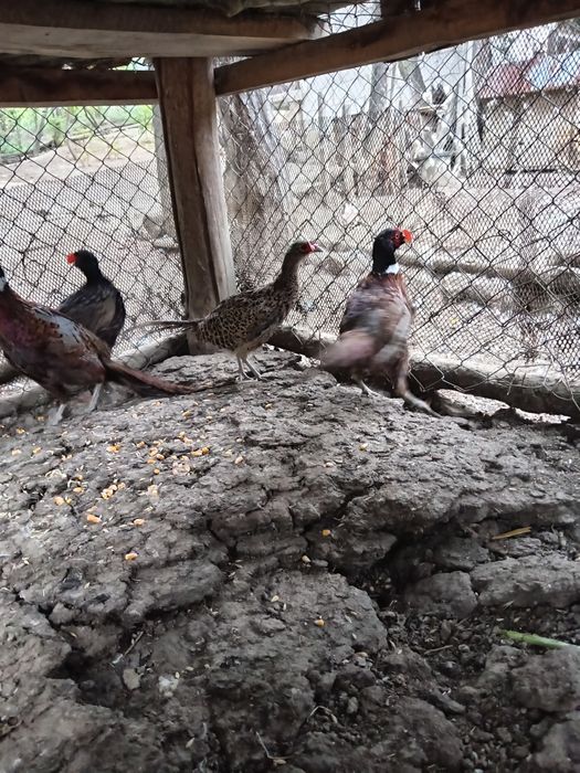 Vând fazani 2025 masculi