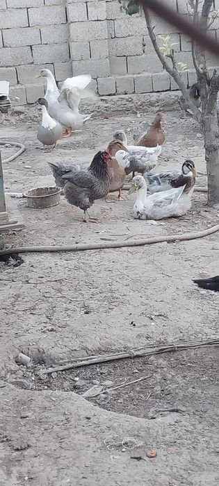 Продаются  индо утки.  цена 150 000тыс .сум каждый.