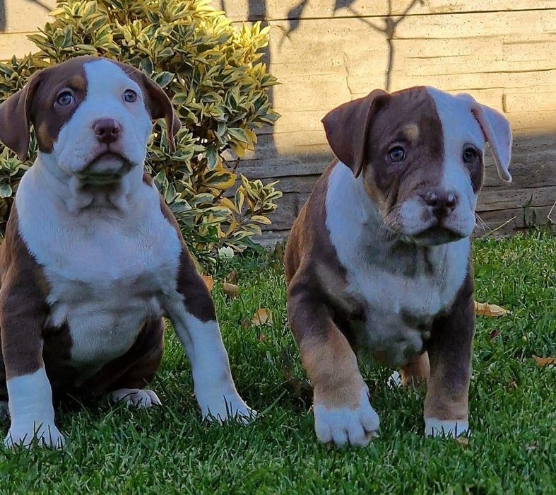 Puiuți de căței Bully