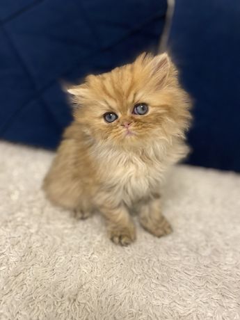 Pisicuță persană chinchilla golden