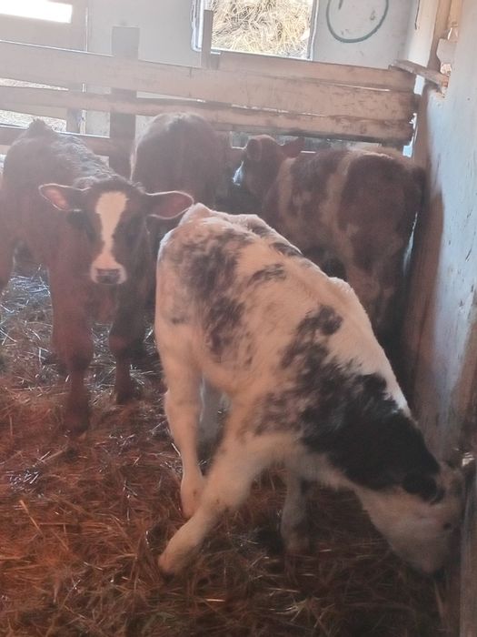 Vand 13 tauras intaracate la 3/ 4 luni